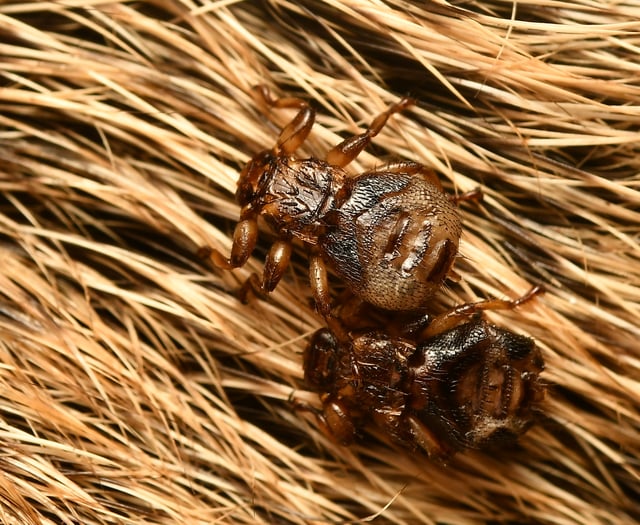 Parasitic fly ‘sacrifices sight’ after finding host, study finds