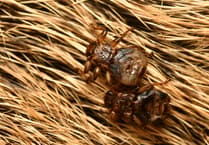 Parasitic fly ‘sacrifices sight’ after finding host, study finds