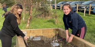 Plascrug School boosts biodiversity with wildlife garden