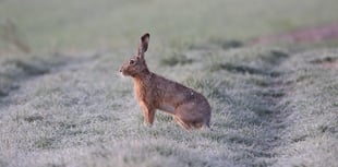 Tougher laws on hare coursing welcomed