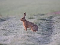 Tougher laws on hare coursing welcomed