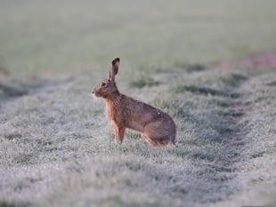 Tougher laws on hare coursing welcomed