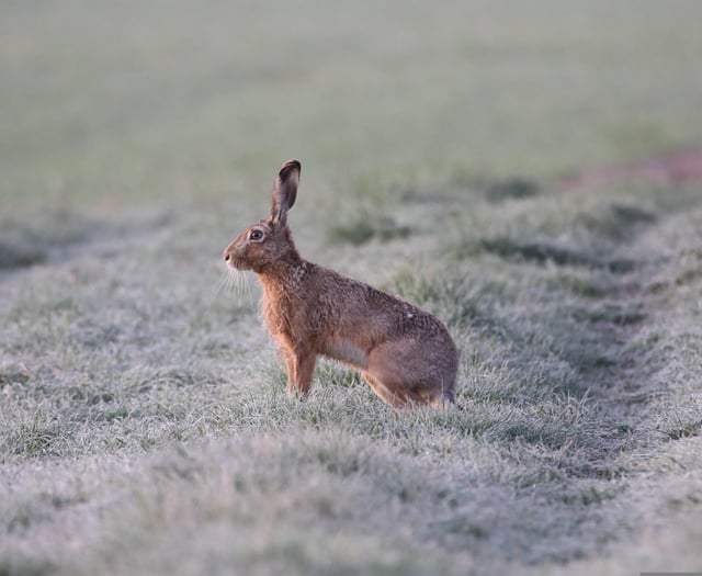 Tougher laws on hare coursing welcomed