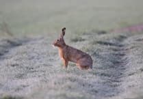 Tougher laws on hare coursing welcomed