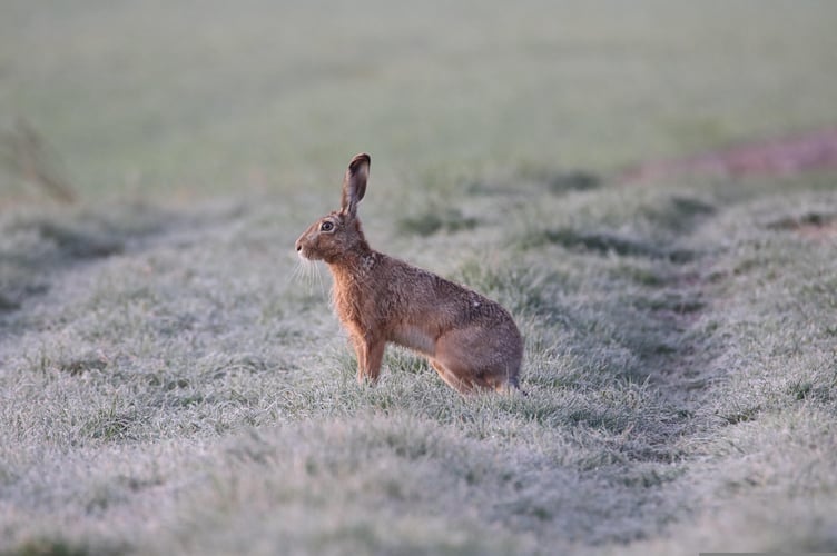 Hare