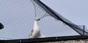 Outrage as four gulls trapped in Aberystwyth Superdrug netting