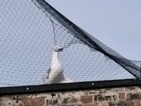 Outrage as four gulls trapped in Aberystwyth Superdrug netting