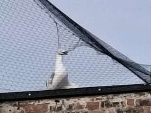 Outrage as four gulls trapped in Aberystwyth Superdrug netting