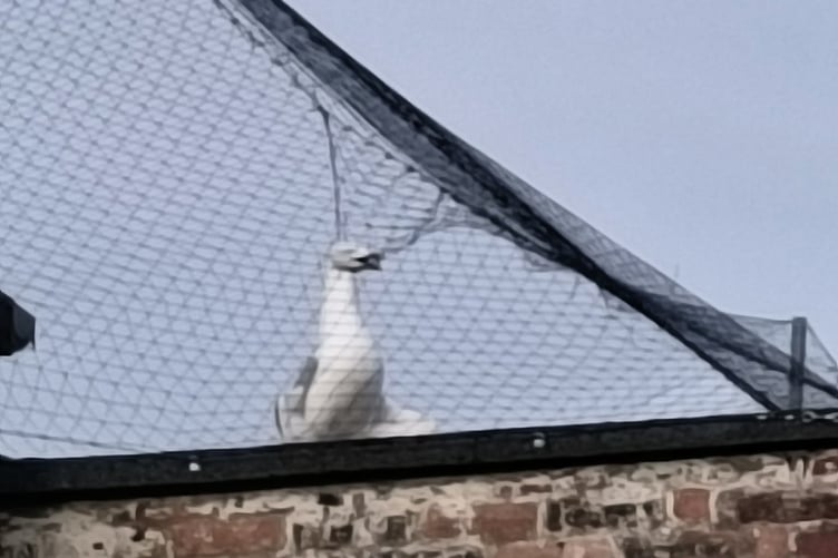 A dead gull trapped in netting on the roof of Superdrug in Aberystwyth this spring. Photo: Helen Fitzpatrick
