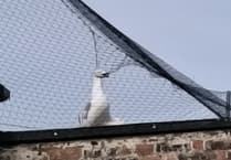 Outrage as four gulls trapped in Aberystwyth Superdrug netting