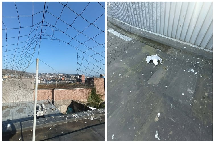 The damaged netting, and one of the dead birds found by the rescuer, Ryan.