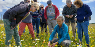 The people behind the growing movement to restore the Llŷn’s meadows
