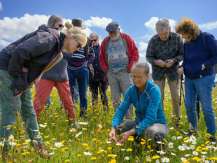 The people behind the growing movement to restore the Llŷn’s meadows
