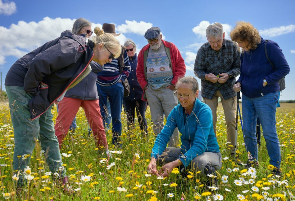 The people behind the growing movement to restore the Llŷn’s meadows