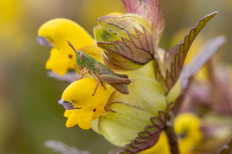 An insect on yellow rattle flowers in a restored Llyn meadow. Yellow rattle is known as a 'meadow maker', limiting the growth of dominant grasses to allow other species to grow.