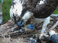 'Planning for worst' as female Dyfi osprey swallows fish hook