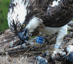 'Planning for worst' as female Dyfi osprey swallows fish hook