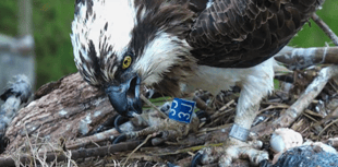 'Planning for worst' as female Dyfi osprey swallows fish hook
