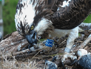 'Planning for worst' as female Dyfi osprey swallows fish hook