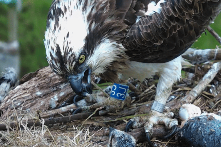 Telyn, the female, can be seen swallowing a fish hook and line earlier today.