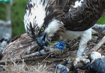 Breaking: 'Planning for worst' as female Dyfi osprey swallows fish hook