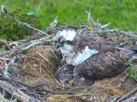 Mother osprey appears well despite swallowing fish hook and line