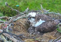 "No news is good news": Mother osprey appears well despite swallowing fish hook