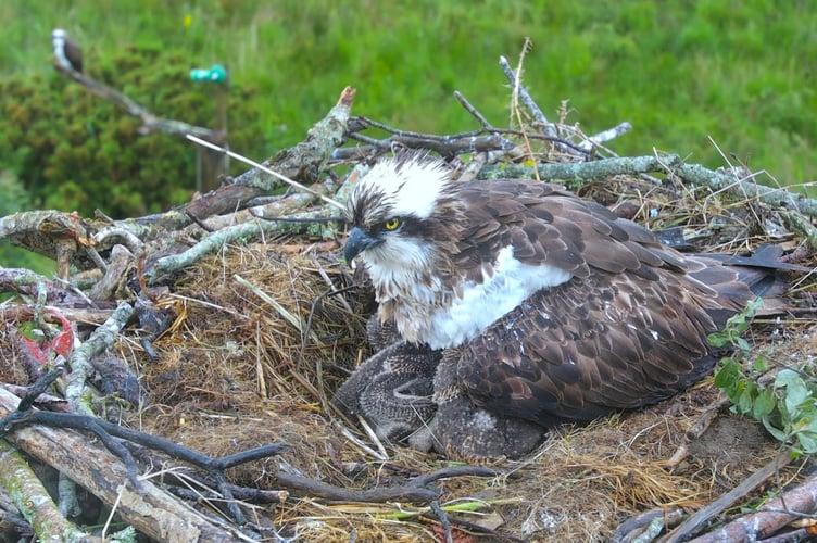 The female osprey, Telyn, captured sitting with her three chicks after ingesting a fish hook and line.