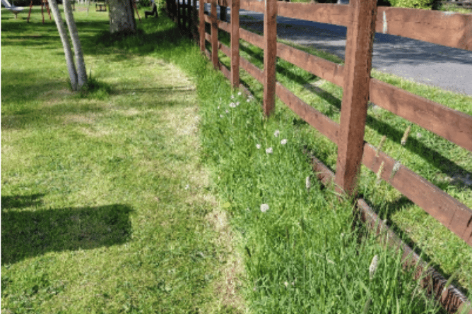 Llandre Park is supporting biodiversity through participation in ‘No Mow May’, leaving a section of grass uncut alongside the wooden fence