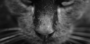 Unveiling Wales' Big Cat Mysteries