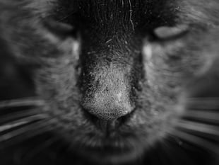 Unveiling Wales' Big Cat Mysteries