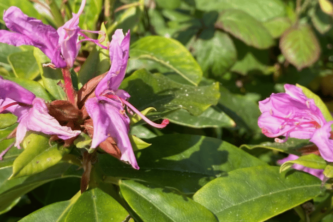 Rhododendron ponticum. Photo: Bangor University