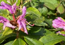 Bangor University leads insect study to combat invasive rhododendron