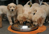 RSPCA raise concerns over number of puppy breeding investigations