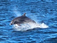Dolphins delight Waverley paddle steamer passengers in Pembrokeshire!