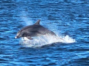 Dolphins delight Waverley paddle steamer passengers in Pembrokeshire!