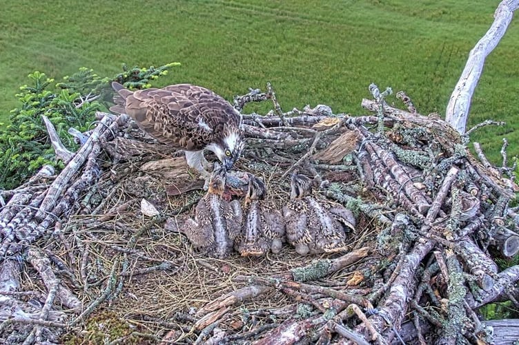 Glaslyn Ospreys