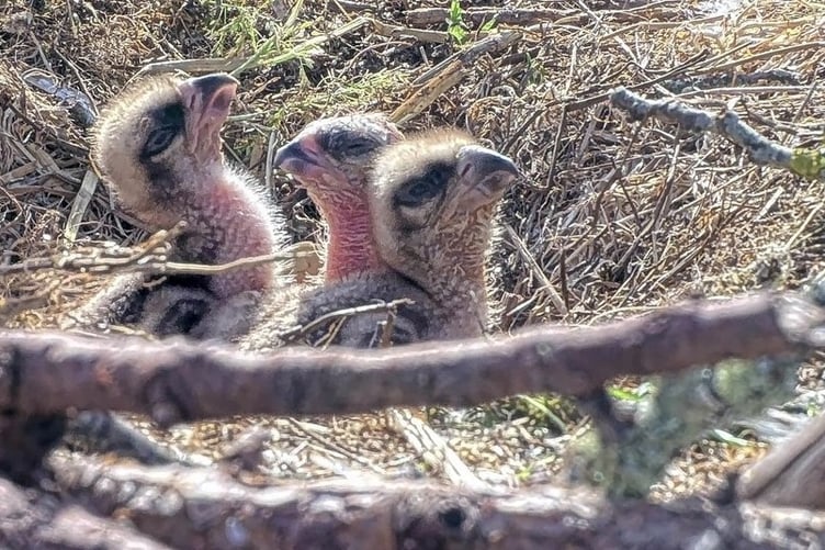 Pont Croesor osprey chicks. Photo: Glaslyn Osprey centre