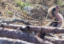 Tragic deaths of osprey chicks thought to be weather related