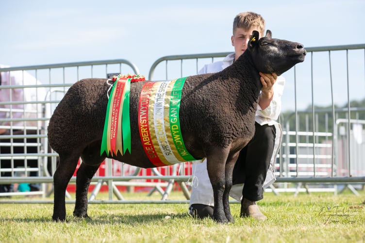 G Williams Sheep Champion. Photo: Evie Tomlinson
