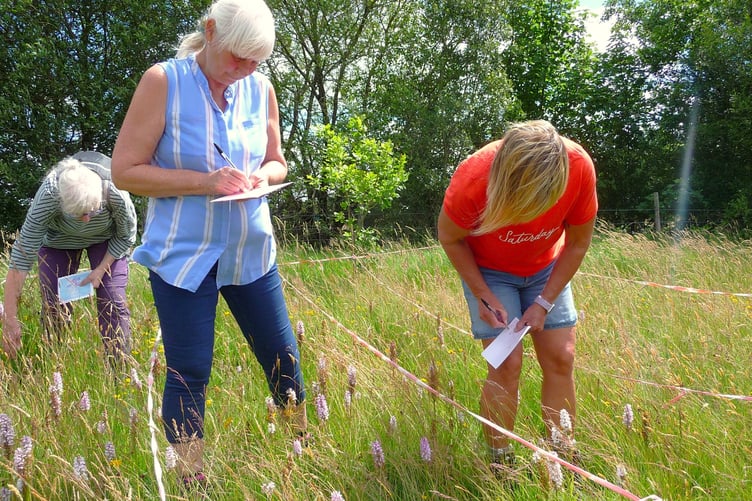 Volunteers counted record numbers of orchids this summer at a west Wales nature reserve. Photo: Orchid Meadows