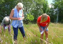 West Wales nature reserve counts record numbers of orchids in newly restored meadows