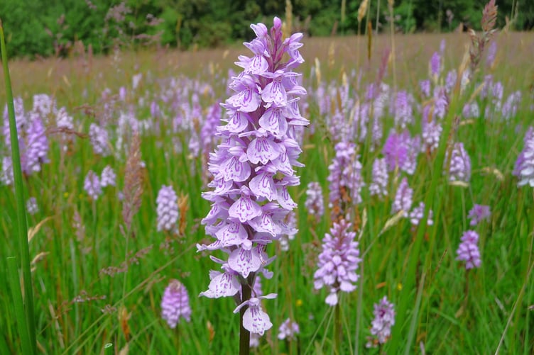 The heath spotted orchid ranges in colour from almost white to pink to deep purple.