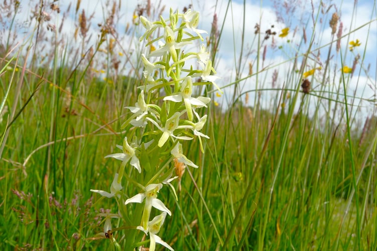 The lesser butterfly orchid. These species cope well with the heavy, damp, acid soils common in West Wales, but populations take a long time to establish and can be reduced or lost altogether by modern farming methods.