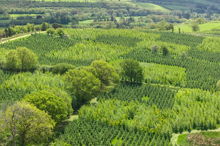 The growth and carbon capture of young trees was studied in Carmarthenshire over the course of four years.