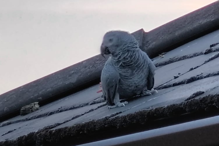 A woman posted on a local WhatsApp group after spotting a grey parrot on a roof.
