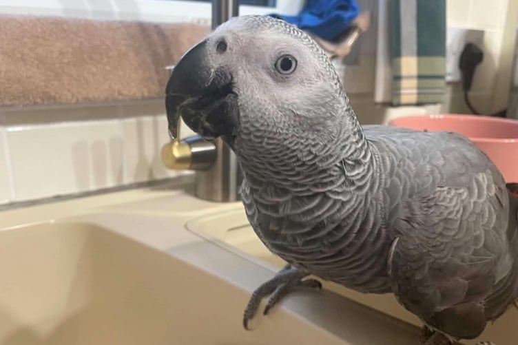 Skoop the parrot decided to take herself on an unannounced holiday during the hottest June on record, to the dismay of her owner. Photo: Tilly Scriven