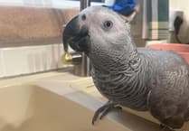 Skoop the truant parrot returns home thanks to her favourite airfryer beeps