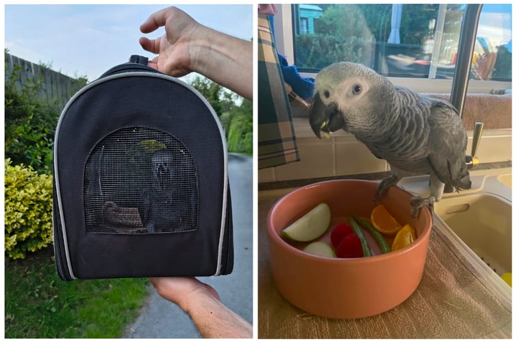 Skoop safely in her carrier, and later at home, eating some long-overdue dinner.