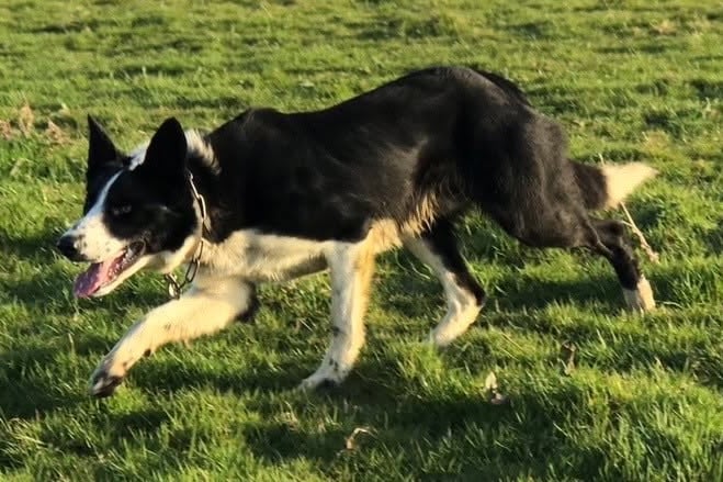 Have you seen this dog? Photo: NWP Rural Crime Team